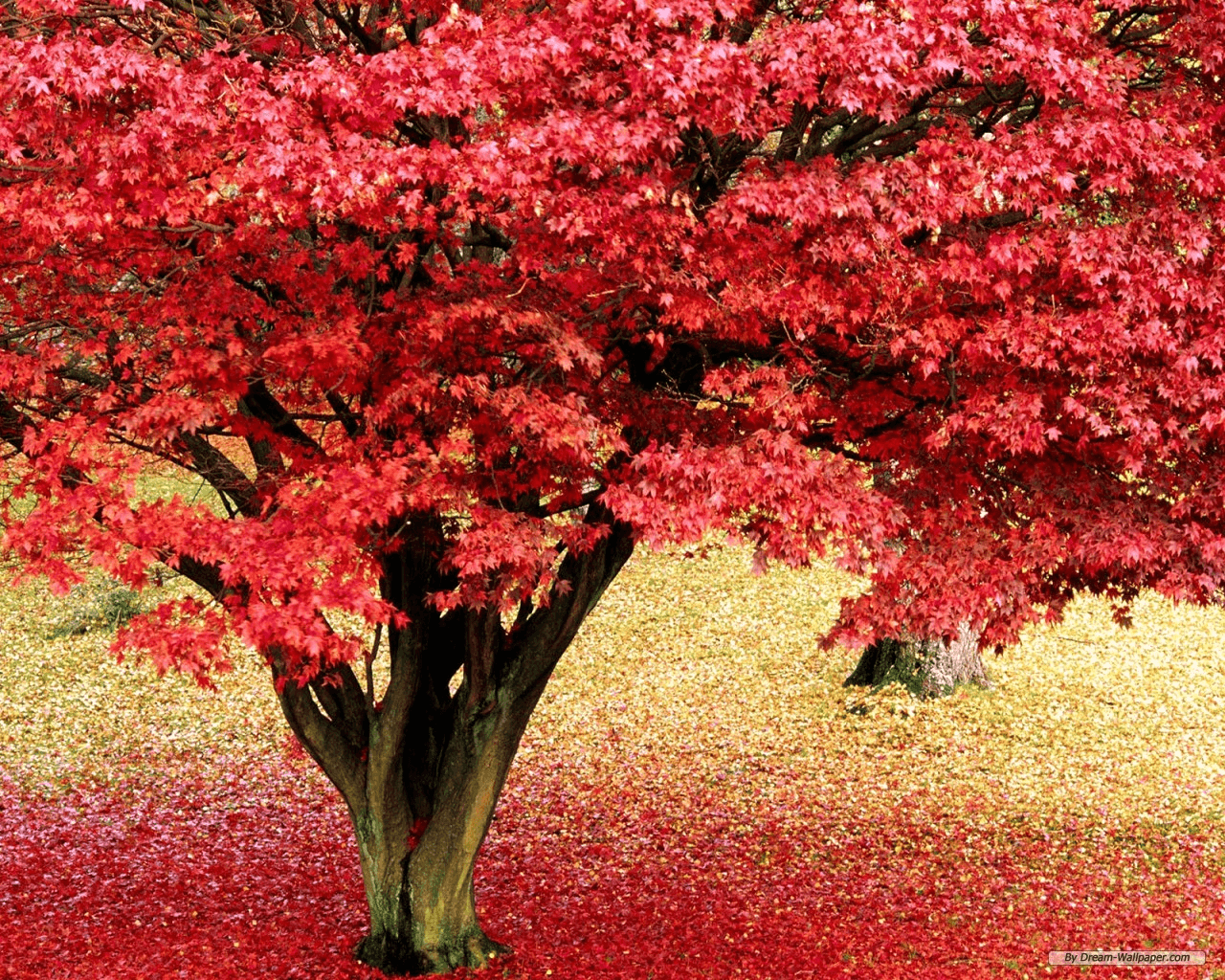 עץ אדום נאה