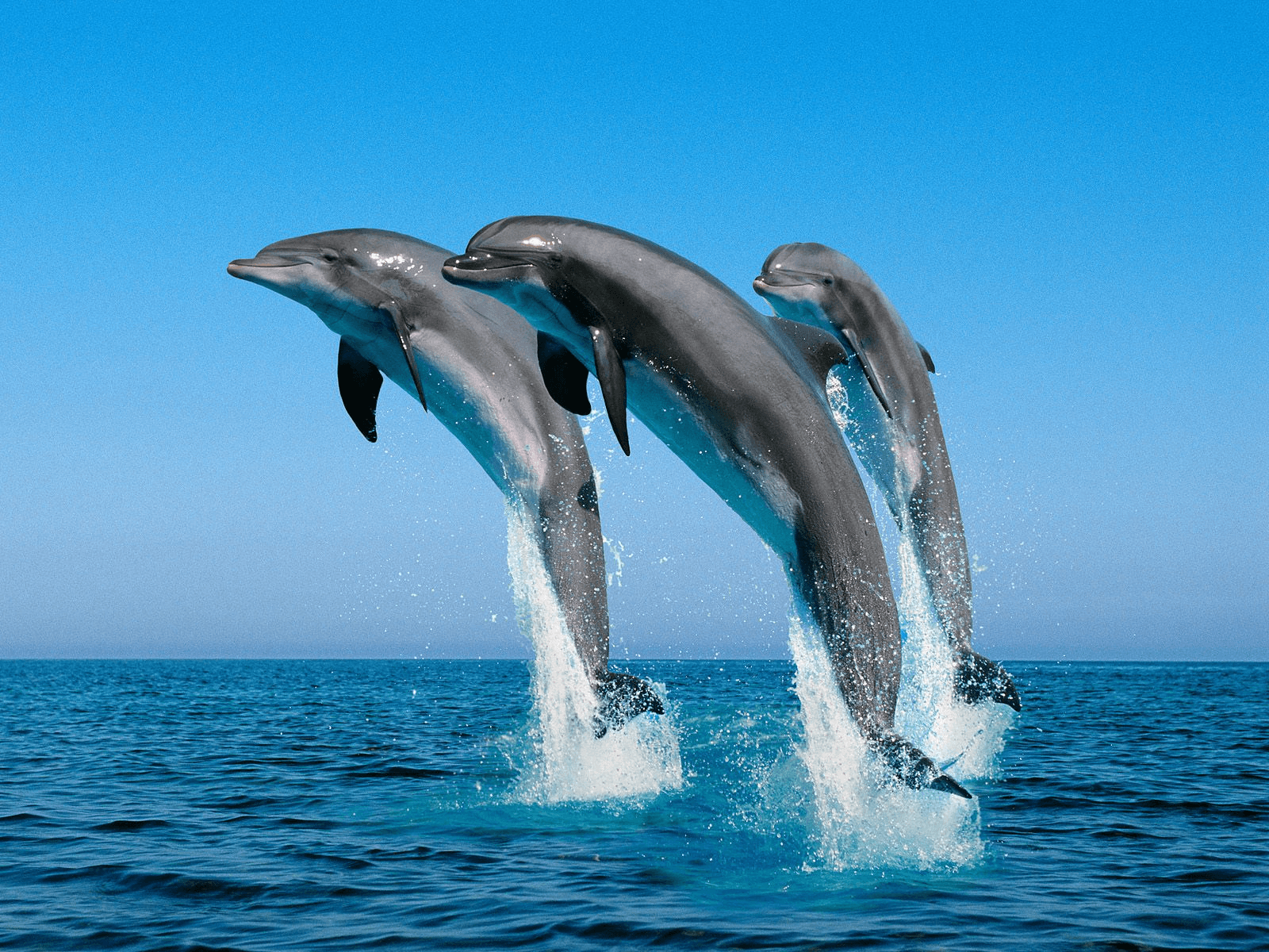 דולפינים קופצים מהמים