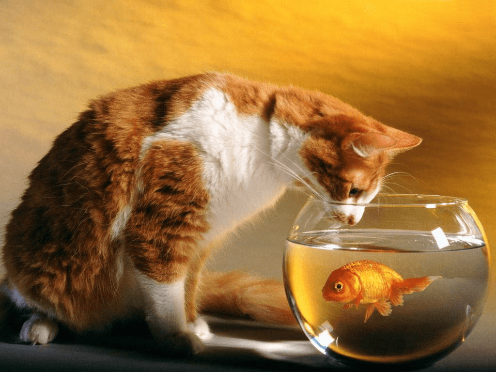 החתול והדג